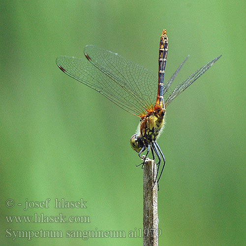 Sympetrum sanguineum Bloedrode heidelibel Simpetro sanguineo Alföldi szitakötő Blutrote Heidelibelle szablak krwisty vážka červená rudá Сжатобрюх кроваво-красный Тонкочеревець криваво-червоний Ruddy Darter Blodrød Hedelibel Verikorento Sympétrum rouge sang Blodröd ängstrollslända Blodrød høstlibelle