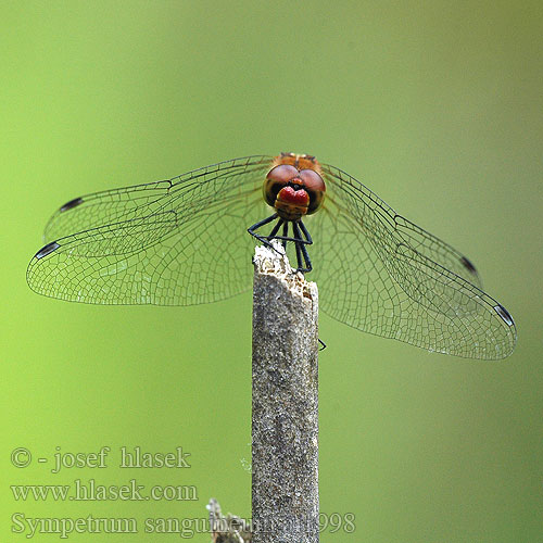 Sympetrum sanguineum Alföldi szitakötő Blutrote Heidelibelle szablak krwisty vážka rudá Сжатобрюх кроваво-красный Тонкочеревець криваво-червоний Ruddy Darter Blodrød Hedelibel Verikorento Sympétrum rouge sang Blodröd ängstrollslända Blodrød høstlibelle