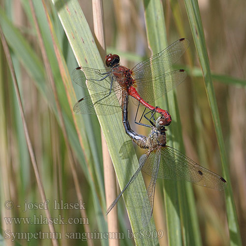 Sympetrum sanguineum al8909