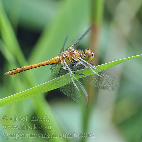 Sympetrum sanguineum bc9802