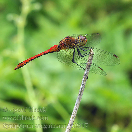 Sympetrum sanguineum bc9817