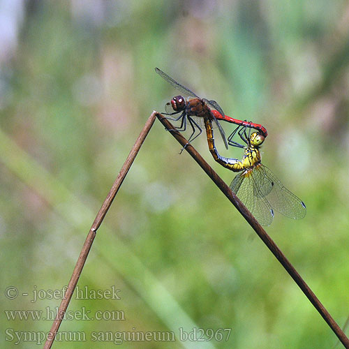 Sympetrum sanguineum bd2967