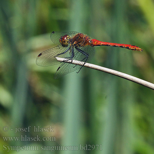 Sympetrum sanguineum bd2972