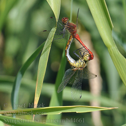 Sympetrum sanguineum bd4661