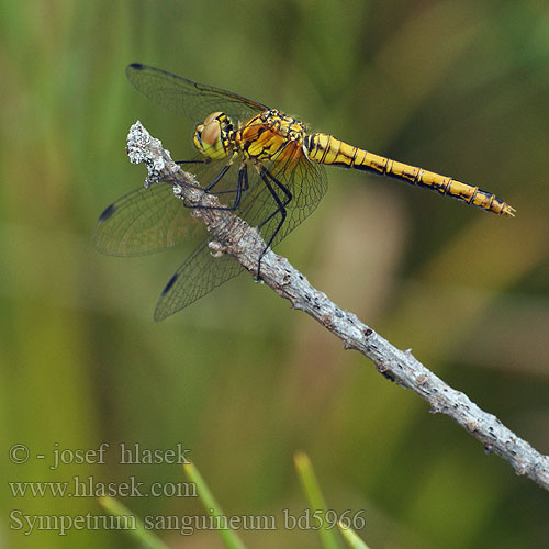 Sympetrum sanguineum bd5966