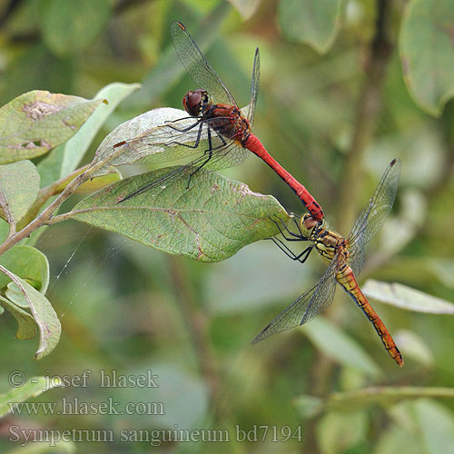 Krvavordeči kamenjak Sympetrum sanguineum Ruddy Darter Blodrød Hedelibel Verikorento Sympétrum rouge sang Bloedrode heidelibel Simpetro sanguineo Alföldi szitakötő Blutrote Heidelibelle Szablak krwisty Vážka červená Vážka rudá Blodröd ängstrollslända Blodrød høstlibelle Сжатобрюх кроваво-красный Тонкочеревець криваво-червоний