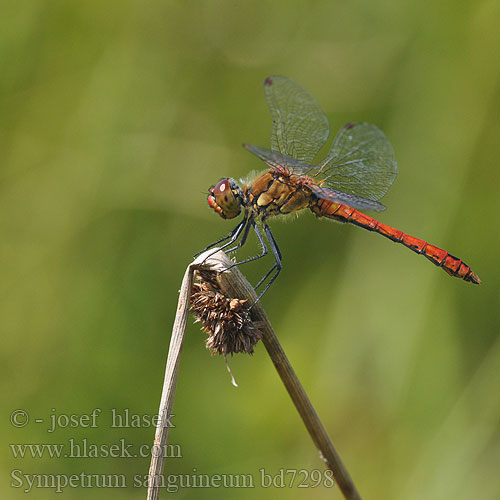 Ruddy Darter Blodrød Hedelibel Verikorento Sympétrum rouge sang Bloedrode heidelibel Simpetro sanguineo Alföldi szitakötő Blutrote Heidelibelle Szablak krwisty Vážka červená Vážka rudá Blodröd ängstrollslända Blodrød høstlibelle Сжатобрюх кроваво-красный Тонкочеревець криваво-червоний Krvavordeči kamenjak Sympetrum sanguineum