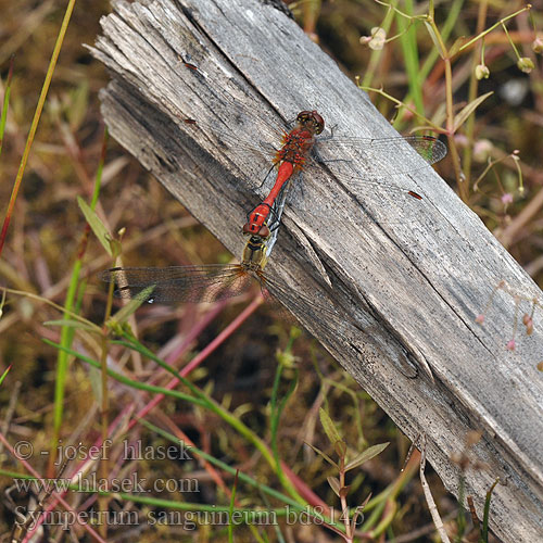 Sympetrum sanguineum bd8145