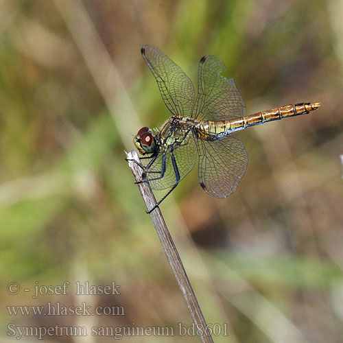 Sympetrum sanguineum bd8601