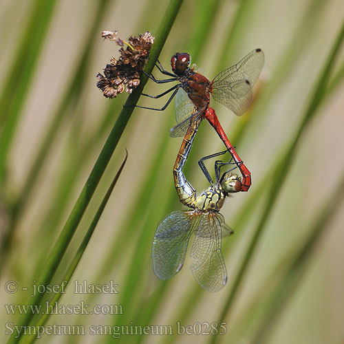 Sympetrum sanguineum be0285