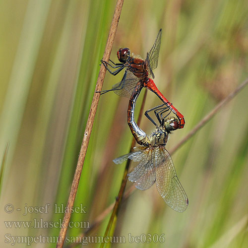 Sympetrum sanguineum be0306