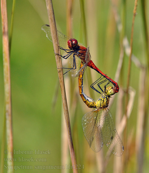 Sympetrum sanguineum Bloedrode heidelibel Simpetro sanguineo Alföldi szitakötő Blutrote Heidelibelle Szablak krwisty Vážka červená Vážka rudá Blodröd ängstrollslända Blodrød høstlibelle Сжатобрюх кроваво-красный Тонкочеревець криваво-червоний Krvavordeči kamenjak Ruddy Darter Blodrød Hedelibel Verikorento Sympétrum rouge sang