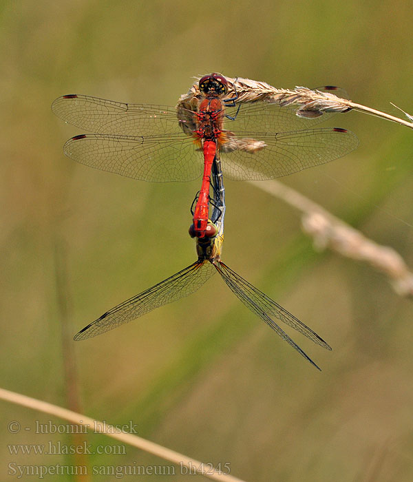 Sympetrum sanguineum Simpetro sanguineo Bloedrode heidelibel Alföldi szitakötő Blutrote Heidelibelle Szablak krwisty Vážka červená Vážka rudá Blodröd ängstrollslända Blodrød høstlibelle Сжатобрюх кроваво-красный Тонкочеревець криваво-червоний Krvavordeči kamenjak Ruddy Darter Blodrød Hedelibel Verikorento Sympétrum rouge sang