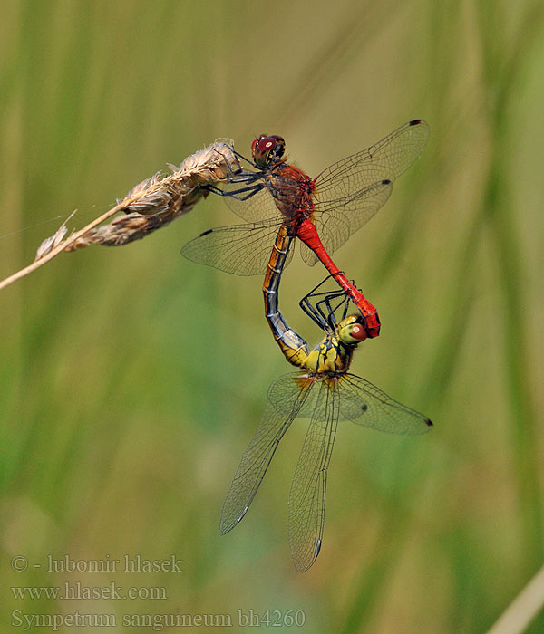 Sympetrum sanguineum Vážka červená Vážka rudá Simpetro sanguineo Bloedrode heidelibel Alföldi szitakötő Blutrote Heidelibelle Szablak krwisty Blodröd ängstrollslända Blodrød høstlibelle Сжатобрюх кроваво-красный Тонкочеревець криваво-червоний Krvavordeči kamenjak Ruddy Darter Blodrød Hedelibel Verikorento Sympétrum rouge sang