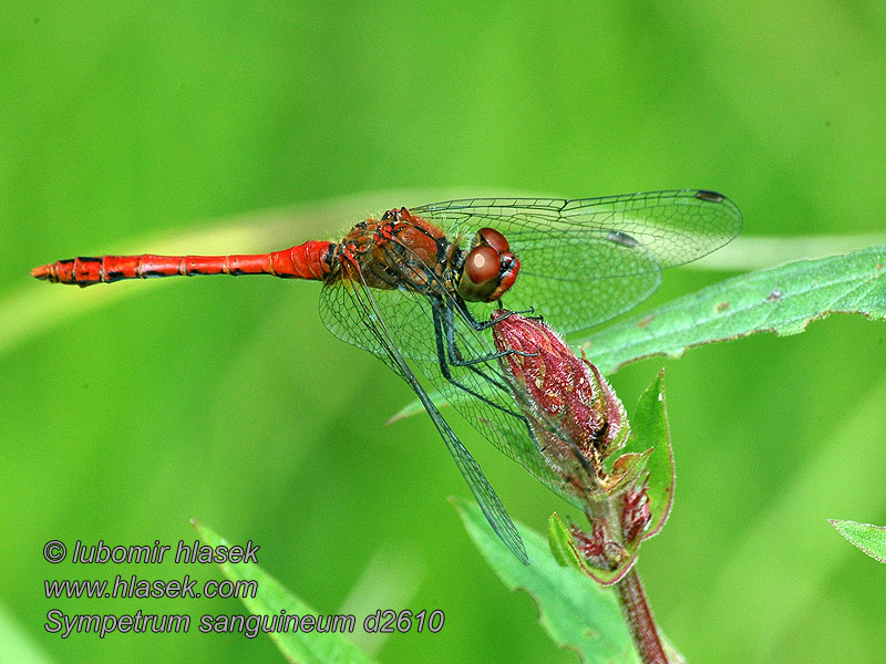 Sympetrum sanguineum