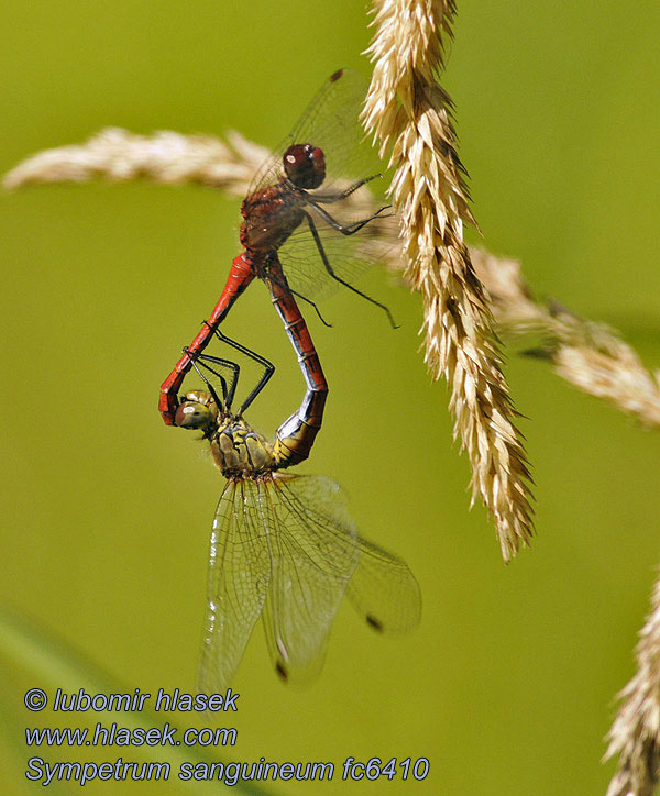 Vážka rudá Sympetrum sanguineum