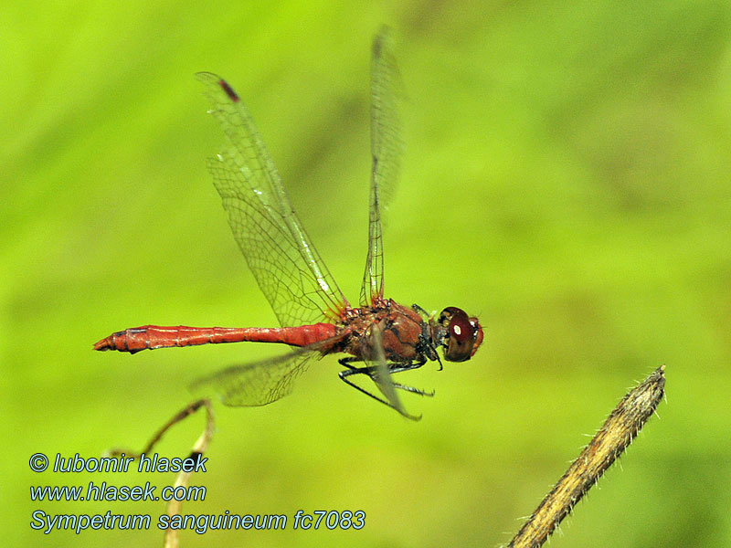 Krvavordeči kamenjak Sympetrum sanguineum