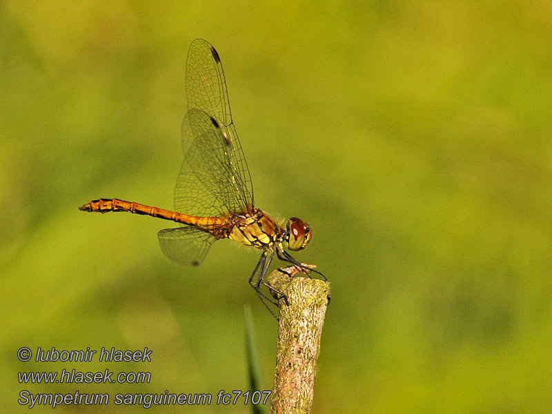 Тонкочеревець криваво-червоний Sympetrum sanguineum