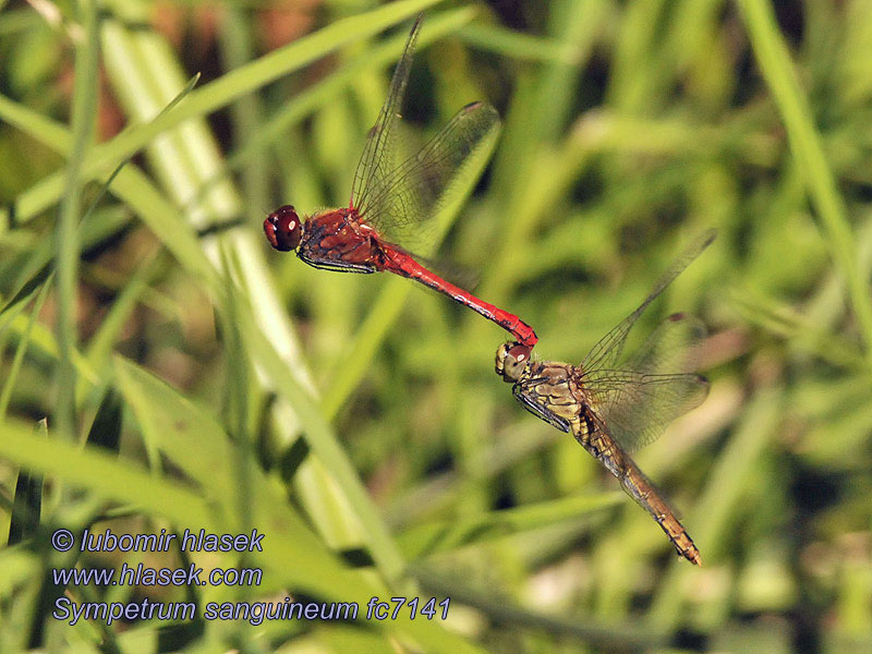 Сжатобрюх кроваво-красный Sympetrum sanguineum