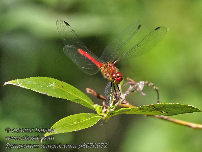 Blodrød høstlibelle Sympetrum sanguineum