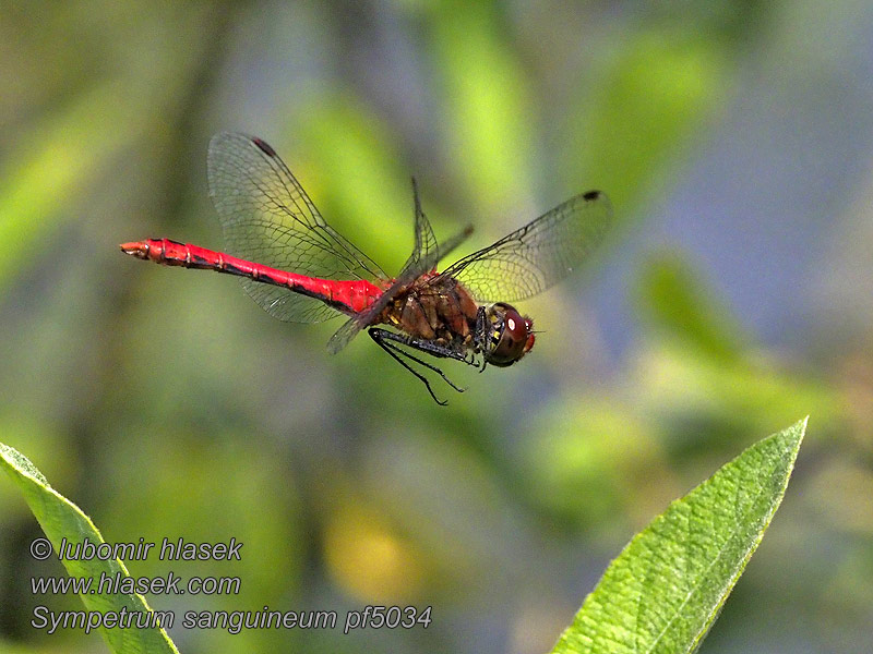 Blodröd ängstrollslända Sympetrum sanguineum