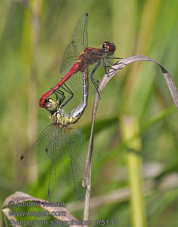 Vážka rudá Sympetrum sanguineum