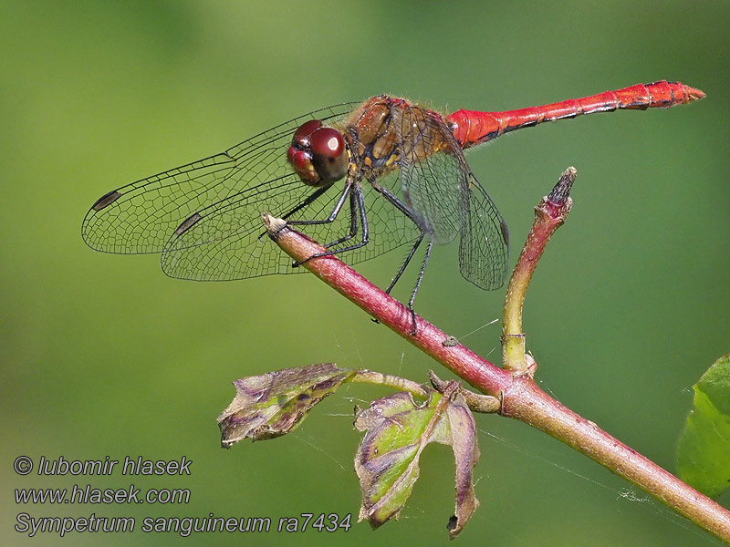 Vážka červená Sympetrum sanguineum