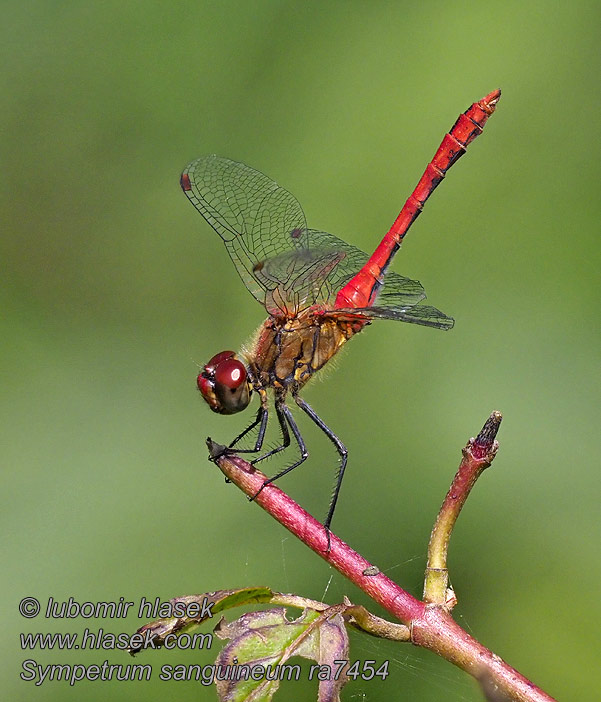 Szablak krwisty Sympetrum sanguineum