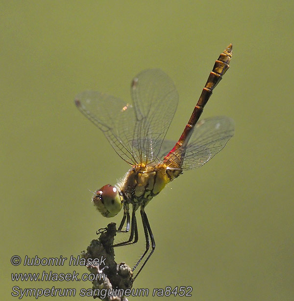 Blutrote Heidelibelle Sympetrum sanguineum