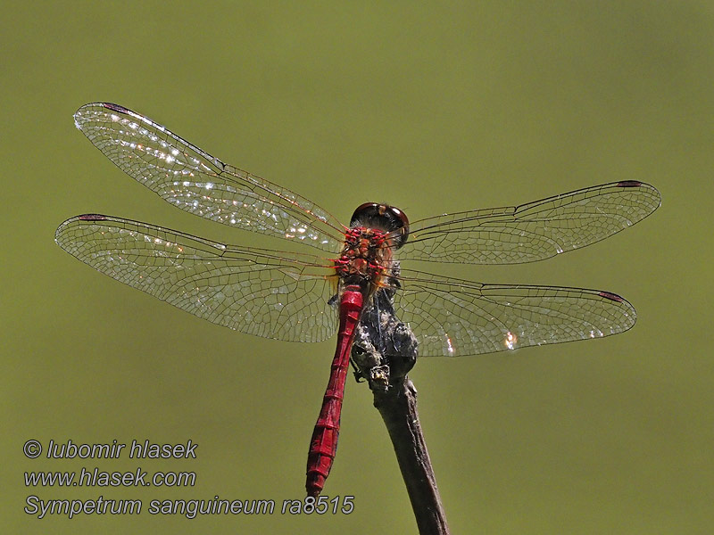 Alföldi szitakötő Sympetrum sanguineum