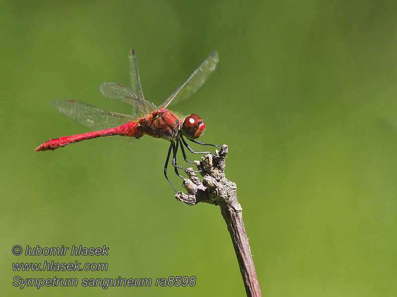 Simpetro sanguineo Sympetrum sanguineum