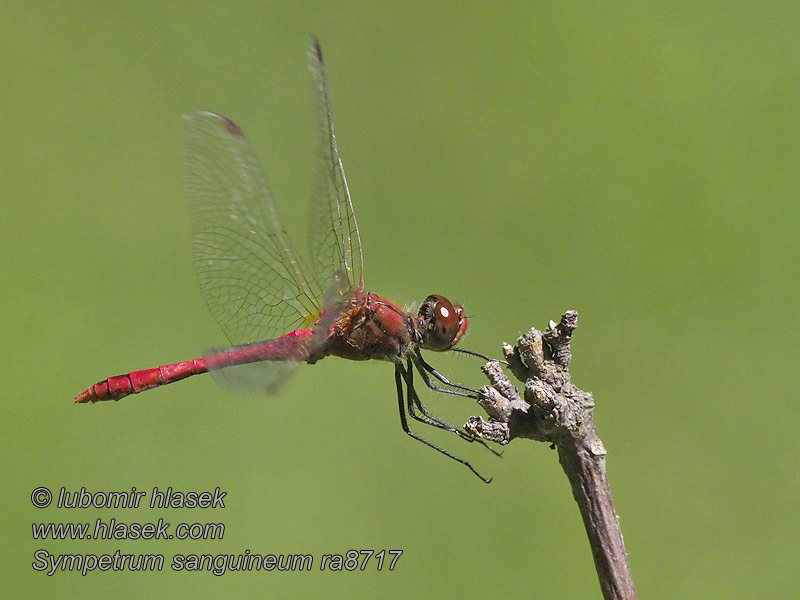 Bloedrode heidelibel Sympetrum sanguineum