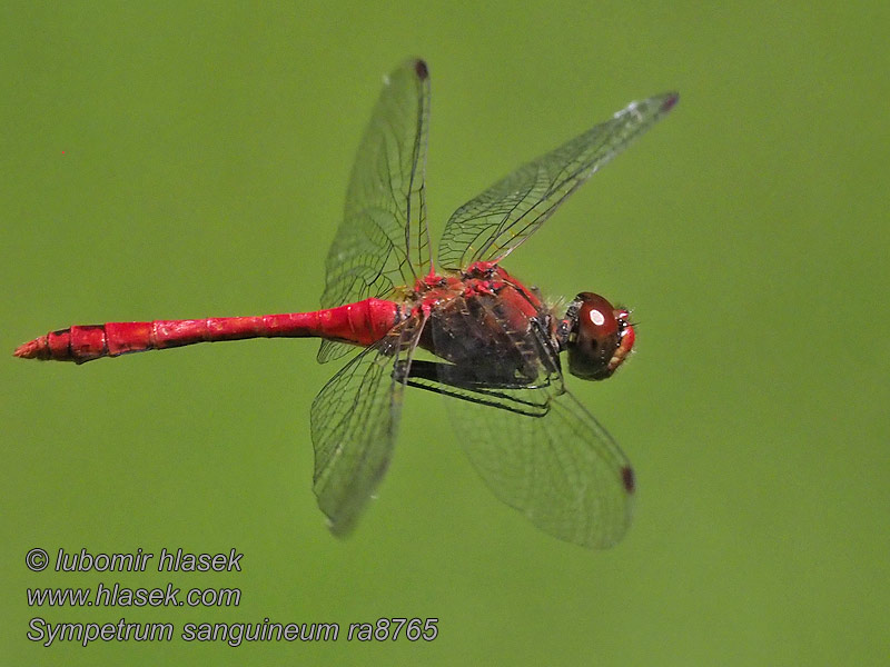 Sympétrum rouge sang Sympetrum sanguineum