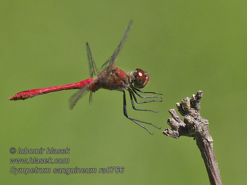 Verikorento Sympetrum sanguineum