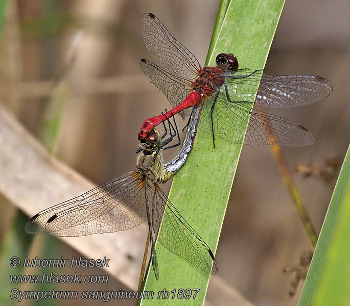 Blodrød Hedelibel Sympetrum sanguineum