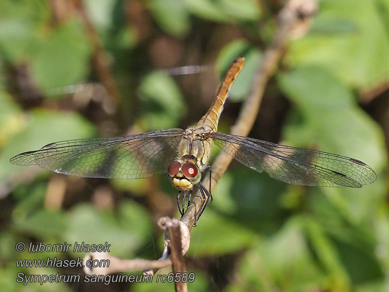 Ruddy Darter Sympetrum sanguineum