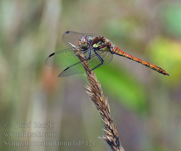 Sympetrum striolatum Common Darter Stor Hedelibel Lännensyyskorento Sympétrum côté strié Bruinrode heidelibel Simpetro striato Große Heidelibelle Szablak podobny Vážka pestrá žíhaná Stor ängstrollslända Progasti kamenjak Rødbrun høslibelle Сжатобрюх исчерченный Тонкочеревець смугастий Progasti kamenjak