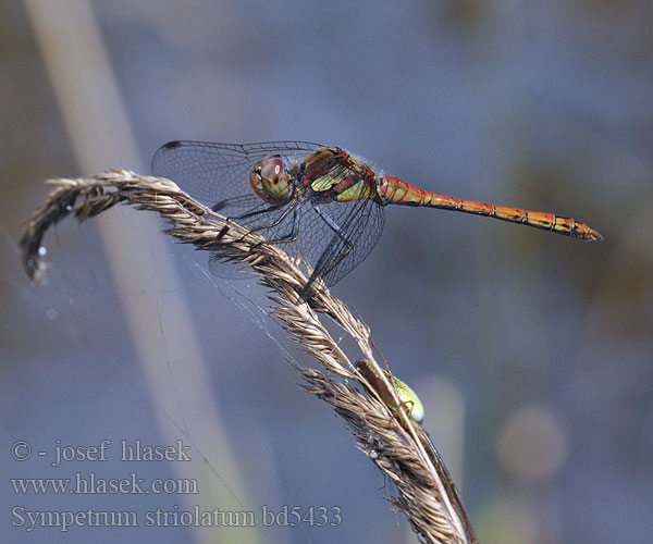 Sympetrum striolatum bd5433