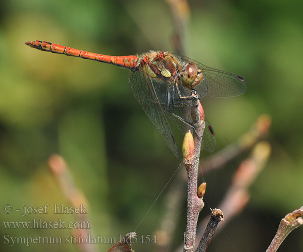 Sympetrum striolatum bd5454