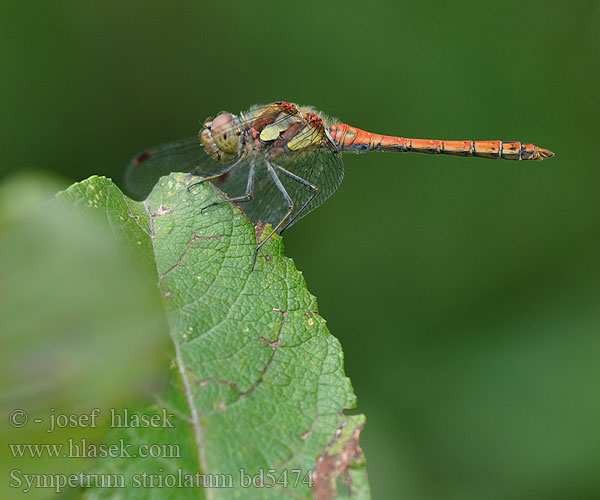 Sympetrum striolatum bd5474