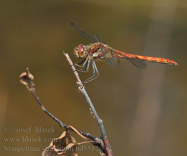 Rødbrun høslibelle Сжатобрюх исчерченный Тонкочеревець смугастий Progasti kamenjak Sympetrum striolatum Common Darter Stor Hedelibel Lännensyyskorento Sympétrum côté strié Bruinrode heidelibel Simpetro striato Große Heidelibelle Szablak podobny Vážka pestrá žíhaná Stor ängstrollslända Progasti kamenjak