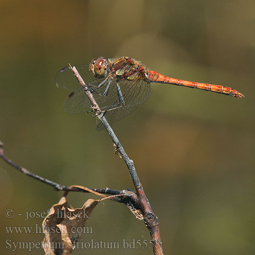 Sympetrum striolatum bd5558