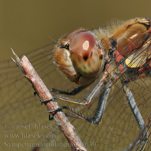 Sympetrum striolatum bd5639