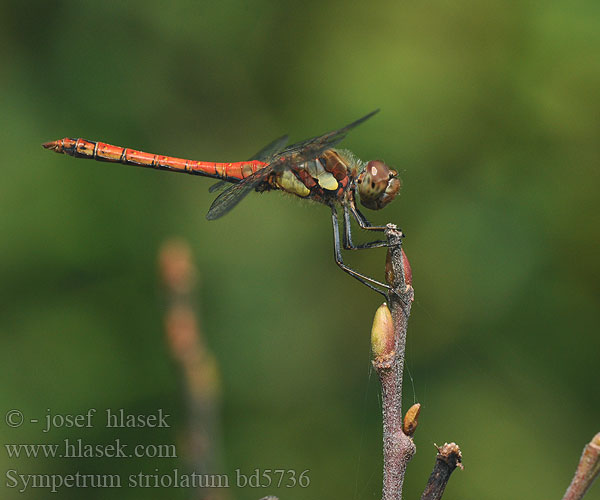 Sympetrum striolatum bd5736