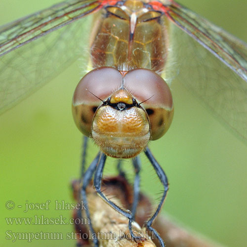 Sympetrum striolatum bd5811