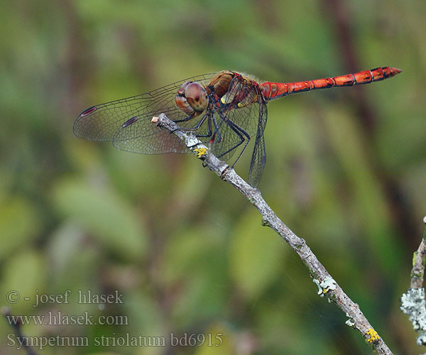 Sympetrum striolatum bd6915