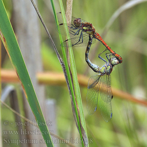 Sympetrum striolatum bd6948