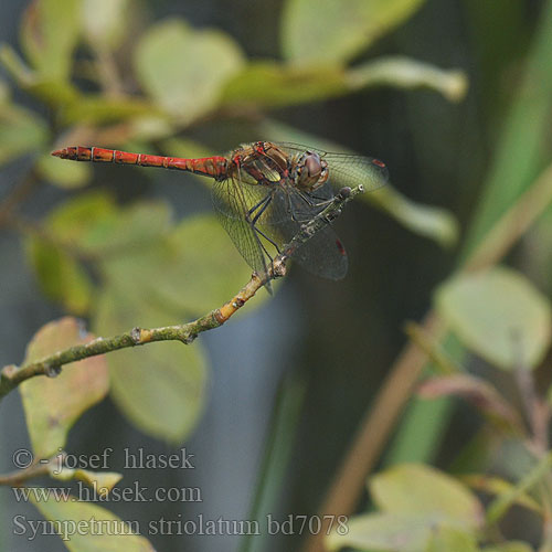 Sympetrum striolatum bd7078