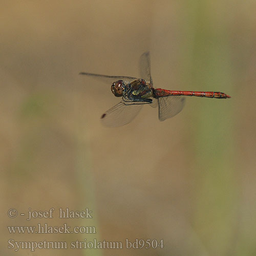 Sympetrum striolatum bd9504