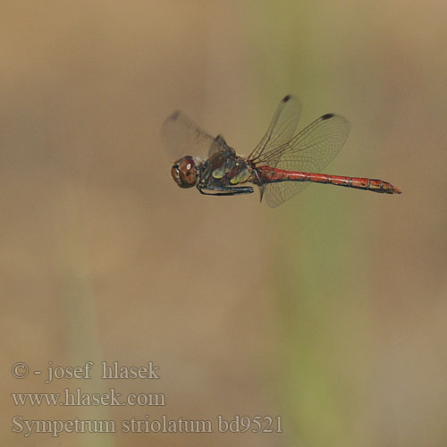 Sympetrum striolatum bd9521